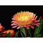 Картина по номерам Strateg Цветок герберы на черном фоне 30х40 см (FH-28) - миниатюра 1