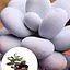 Сукулент Agro-Market Пахифитум Pachyphytum Oviferum (122943) 1 саженец в упаковке (комнатный) Нидерланды - миниатюра 2