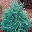 Кипарисовик горохоплодний "Baby Blue" С2 висота 15-20см (188036) 1 саджанець - мініатюра 1