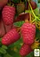 Малина Agro-Market "Лячка" (ранний срок созревания, сорт хорошо устойчив к болезням) 1-летний саженец (189471) 1 шт в упаковке - миниатюра 2