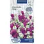 Насіння Фіалка нічна Насіння України суміш 0.25 г (761200) - мініатюра 1