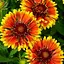 Гайлардія багаторічна великоквіткова Spintop "Orange Halo" (вазон Р9) (189467) 1 саженец - мініатюра 1