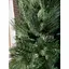 Сосна Hvoya лита 220 см - мініатюра 7