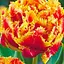 Тюльпан "Gold Dust" (17128) 2 шт - миниатюра 1