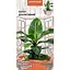 Насіння Банан декоративний Насіння України кімнатний 0.1 г (745500) - мініатюра 1
