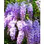 Глициния 4-летняя китайская "Созёрн Бел" (Wisteria chinensis Southern Belle) С2 высота саженца 60-100см (57025) 1 саженец - миниатюра 1