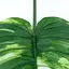 Искусственные листья Engard Monstera Alba 71 см (TW-53) - миниатюра 6