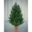 Ялинка Hvoya Traditional лита в горщику 90 см зелена новинка - мініатюра 1