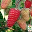 Малина Agro-Market "Исполин" (ранний срок созревания, высокоурожайный и бесшипый сорт) 1-летний саженец (189535) 1 шт в упаковке - миниатюра 1