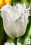 Тюльпан "Honeymoon" (размер 11/12, большой) 3 шт (39268) - миниатюра 4