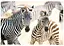 Пазл Castorland Молоді зебри 1000 ел. (C-105021) - мініатюра 2