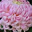 Хризантема "Toronto Rose" (низькоросла великоквіткова) (189678) 1 саженец - мініатюра 1
