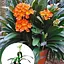 Кливия Agro-Market Clivia miniata" (вечнозеленое многолетнее комнатное растение) (122873) 1 саженец в упаковке комнатный Нидерланды - миниатюра 3