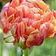 Тюльпан "Gudoshnik Double" (186238) 2 шт - миниатюра 1