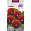 Насіння Фіалка Насіння України Полум'я 0.05 г (751000) - мініатюра 1