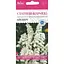 Насіння Кермек Айсберг Насіння України 0.2 г (802400) - мініатюра 1