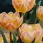 Тюльпан "Creme Upstar" (розмір 10/11) 3 шт (48692) - мініатюра 1