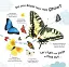 How Does a Butterfly Grow? - миниатюра 4
