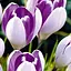 Крокус крупноцветковый "Vanguard" (размер 7/8, большой) 5 шт (17225) - миниатюра 1