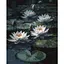 Картина за номерами Strateg Водяні лілії на чорному фоні 40Х50 см (AH1263) - мініатюра 1
