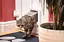 Відкидна стулка для кішок SureFlap з мікрочіпом Sure Petcare, біла, сканує посвідчення особистості тварини при вході Б/в - мініатюра 3