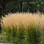 Каламагростіс "Karl Foerster" (вазон Ø17) (186817) 1 саджанець - мініатюра 1