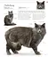 The Cat Encyclopedia - миниатюра 9